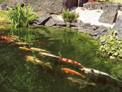 AQUA-CHECK am Gartenteich